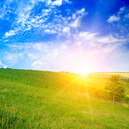 Green Corn Field And Bright Sunrise Against The Blue Sky Agricultural  Landscape Stock Photo - Download Image Now - iStock