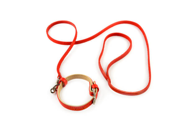 istock A red dog leash and collar isolated on a white background 1217625943
