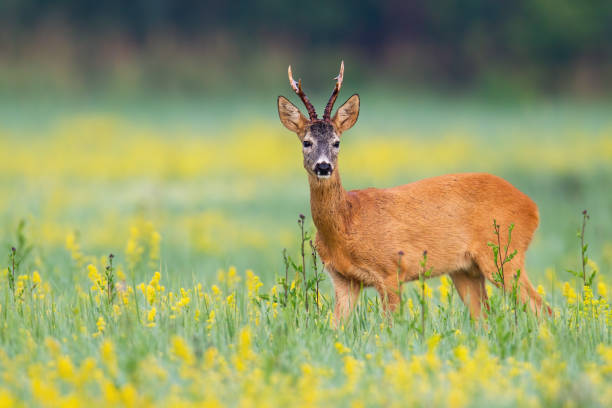istock Alert roe deer facing camera on a flower covered lawn in wilderness 1217626078