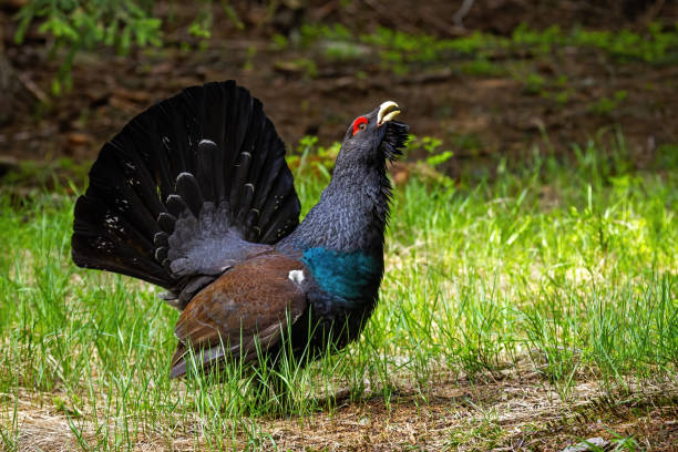 istock Beautiful western capercaillie lekking on the sunny forest clearing 1217626241