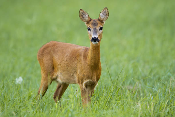 istock Cute roe deer doe facing camera on green summer meadow 1217626894