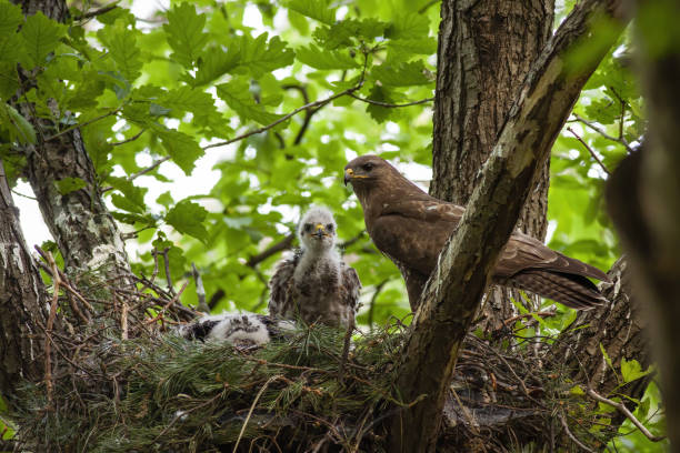 Family of common buzzard with adult and little chicks sitting on nest Family of common buzzard, buteo buteo, with adult and little chicks sitting on nest in treetop. Bird of prey together in spring forest. Wild animal baby with mother in nature. eurasian buzzard photos stock pictures, royalty-free photos & images