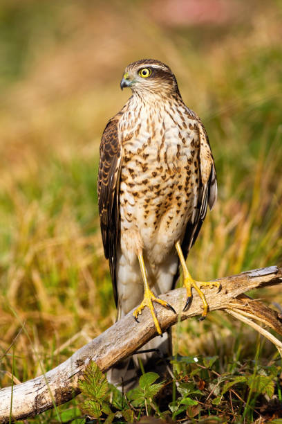 istock Female eurasian sparrowhawk sitting on bough in summer nature. 1217627837