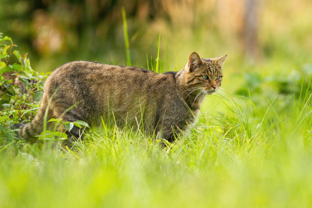 istock Focused european wildcat on a hunt looking for prey in summer 1217627968