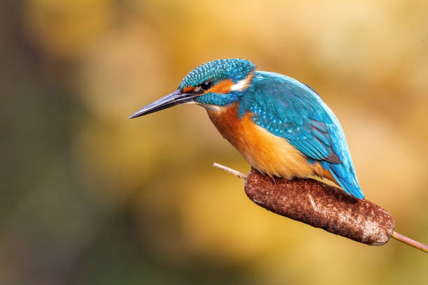 istock Interested common kingfisher hunting from cattail grass 1217628121