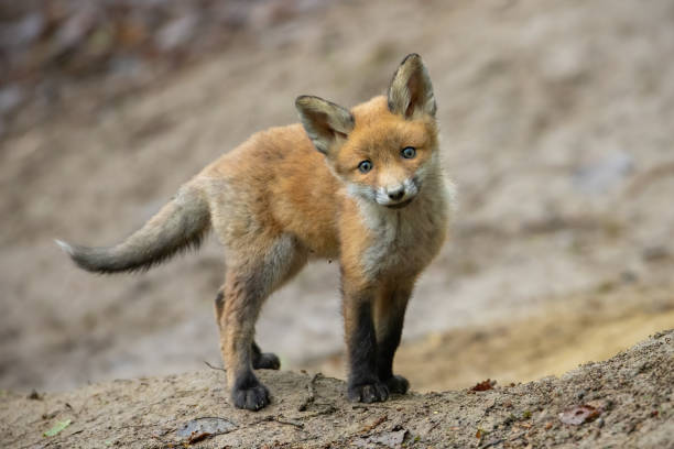 istock Lovely red fox standing on brown ground in front of den hidden in forest 1217628211