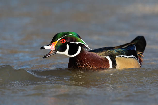 Male wood duck, aix sponsa, guarding its territory with open beak while swimming on water. Wild animal calling in nature. Bird quacking in summer from profile view.