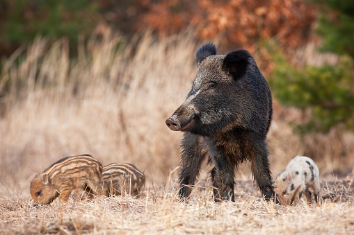 Peaceful wild boar, sus scrofa, herd with adult and young feeding in spring nature. Alert mother animal guarding babies on a meadow with copy space. Concept of harmonious mammal family.