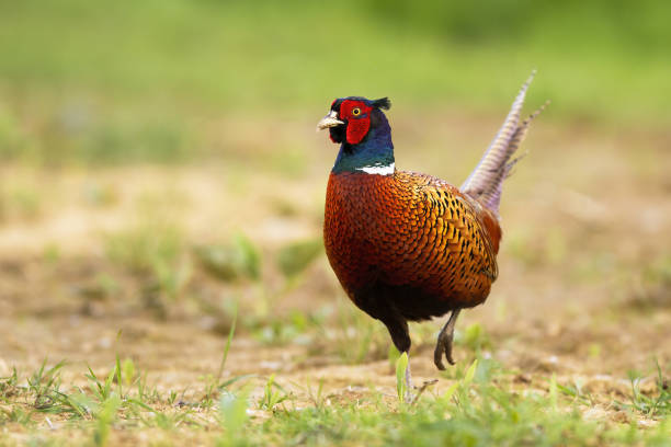 istock Scared male of common pheasant taking a step on the field in spring season 1217629098