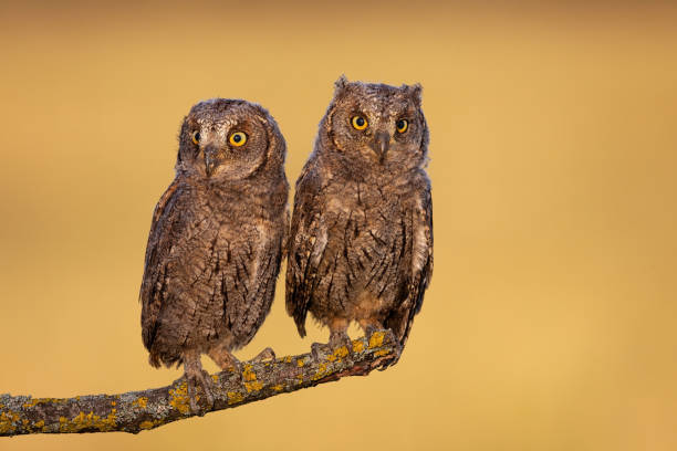 istock Surprised eurasian scops owl chicks resting on a twig in spring nature. 1217629315