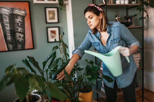 istock Woman watering plants before she arranges them on the shelves 1217629362