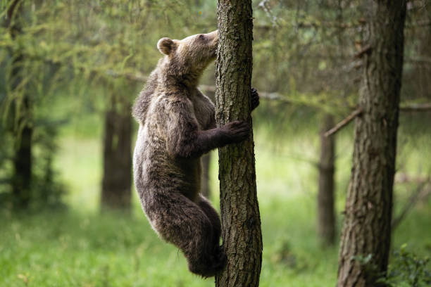 istock Young brown bear climbs a tree in summer forest with green blurred background 1217629692
