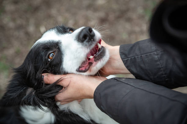 istock dog border collie white black head in owners hands 1217629786