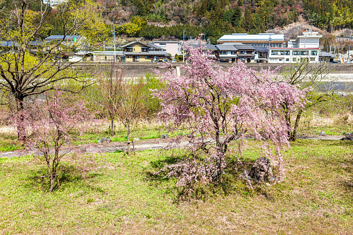 Gero Onsen, Japan and white pink cherry blossom sakura trees along river in Gifu prefecture with flower petals in springtime and green grass with houses