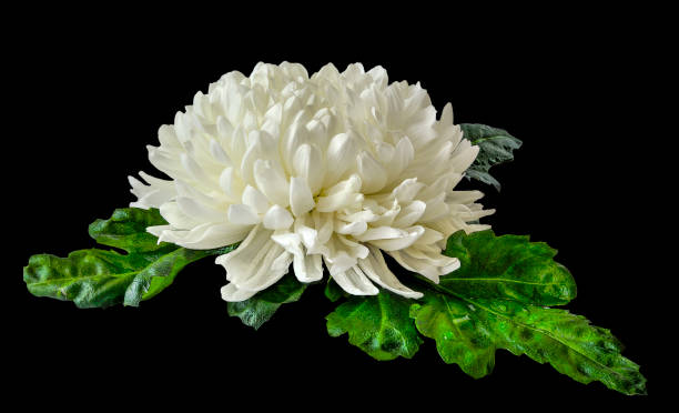 einzelne weiße chrysantheme blume nah auf schwarzem hintergrund isoliert - chrysanthemum macro close up single object stock-fotos und bilder