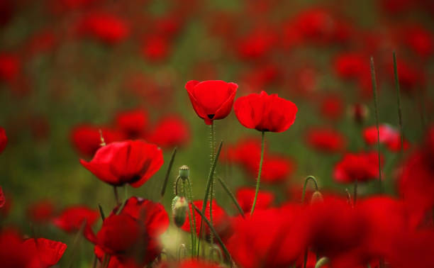 이른 아침 빨간 양귀비 필드 - poppy field remembrance day flower 뉴스 사진 이미지