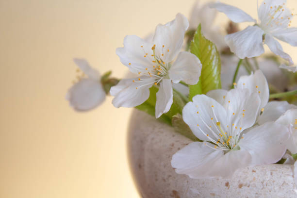 istock White cherry blossom in a white stone container on yellow background 1217632157