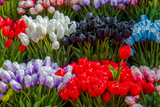 istock Tulip flowers in Amsterdam market 1217632193