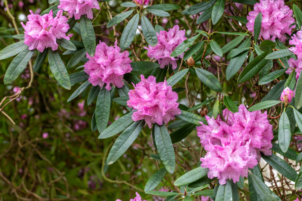 istock rhododendron flowers in Spring 1217632360
