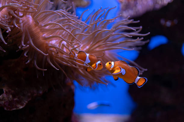 Two clown fish swimming in a aquarium between anemone plants Male and female clown fish swimming in a aquarium between pink colored anemone plants coral sea photos stock pictures, royalty-free photos & images