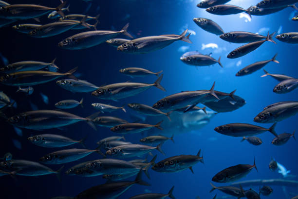 바다 깊은 그룹에서 수영 물고기의 큰 학교 - tuna sea underwater fish 뉴스 사진 이미지