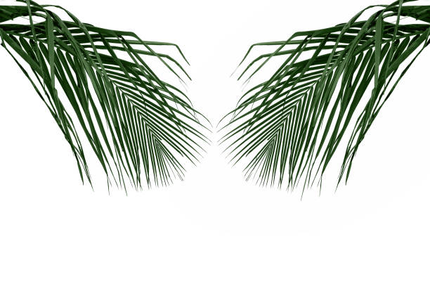 istock Two Green leaf of Palm tree on white background 1217635125