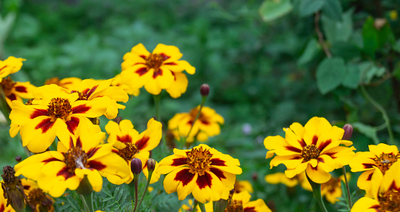 Flower Coreopsis on background green sheet grow in garden at year term of time