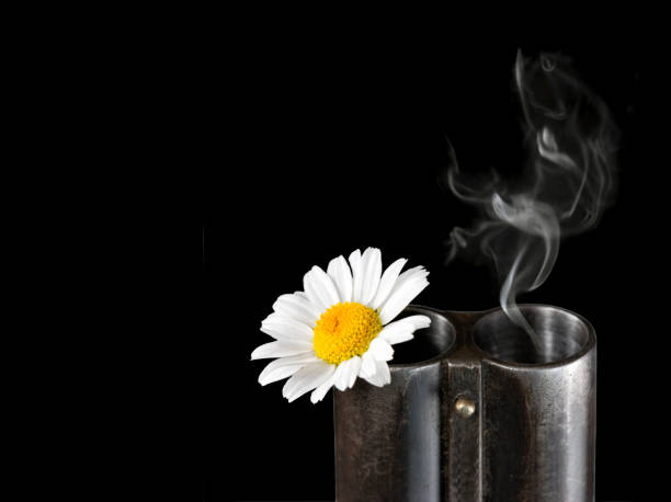 Chamomile flower in a trunk of a shotgun and smoke from a shot isolated on a black background