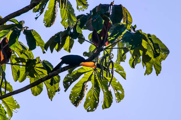 Channel billed Toucan photographed in Linhares, Espirito Santo. Southeast of Brazil. Atlantic Forest Biome. Channel billed Toucan photographed in Linhares, Espirito Santo. Southeast of Brazil. Atlantic Forest Biome. Picture made in 2013. channel billed toucan stock pictures, royalty-free photos & images