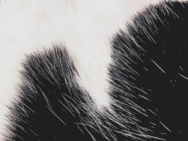 istock Cat fur black and white 1217636987