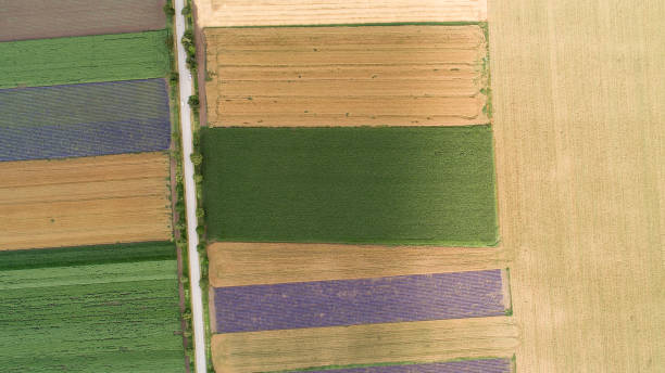 istock Top down view of fields with various types of agriculture 1217637042