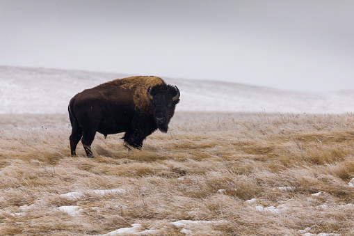 Bison grazing in the prairies in the Badlands of South Dakota