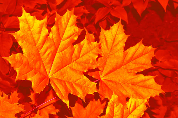 istock autumn landscape with bright colorful leaves 1217637660