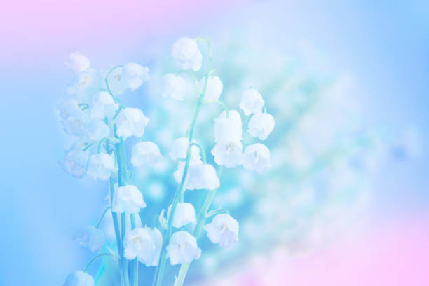 istock spring flowers lily of the valley 1217637772