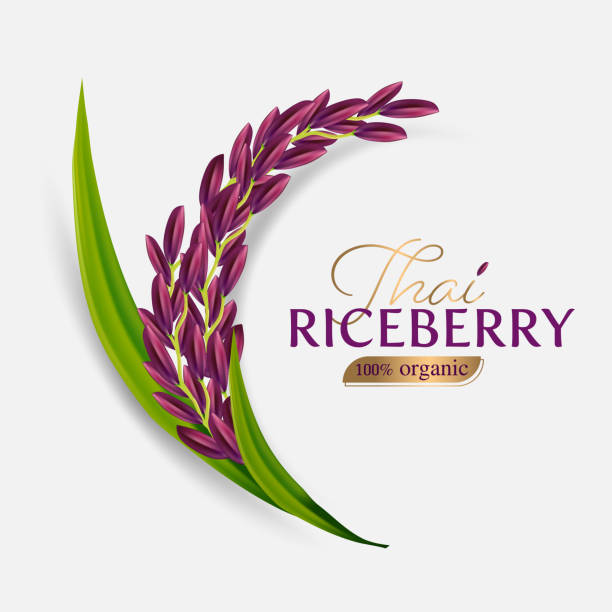 illustrazioni stock, clip art, cartoni animati e icone di tendenza di thai riceberry rice rice isolato illustrazione vettoriale - gold carbohydrate food food and drink