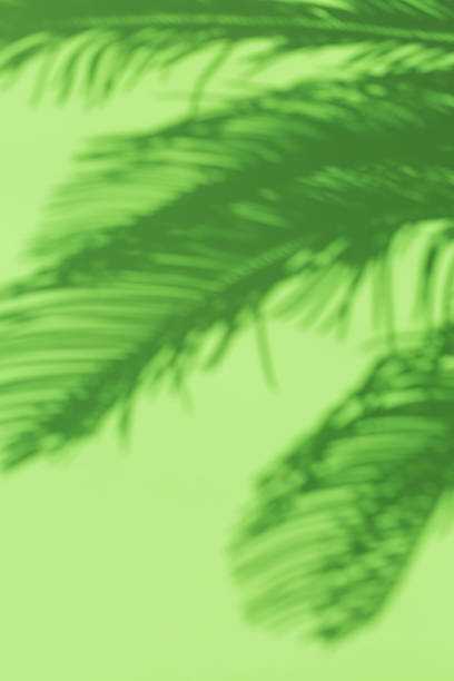 istock Tropical summer holidays blurred background with palm leaves shadows 1217638530