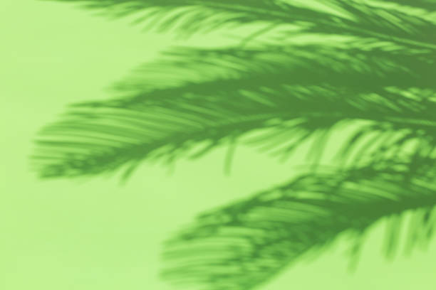 istock Tropical summer holidays blurred background with palm leaves shadows 1217638670