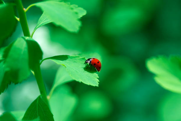 istock Ladybug on green leaf and green background. beetle ladybird sits on a green leaf 1217638805
