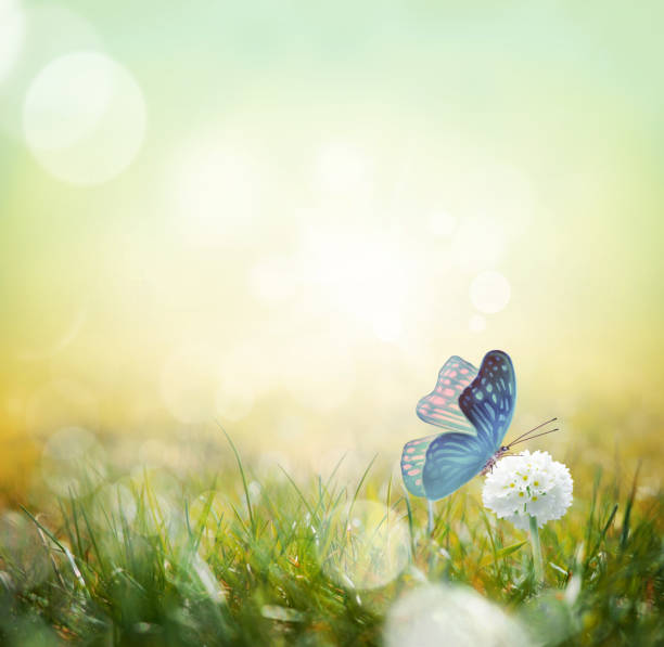 istock Green meadow with spherical white flowers at dawn. Summer landscape. 1217639482