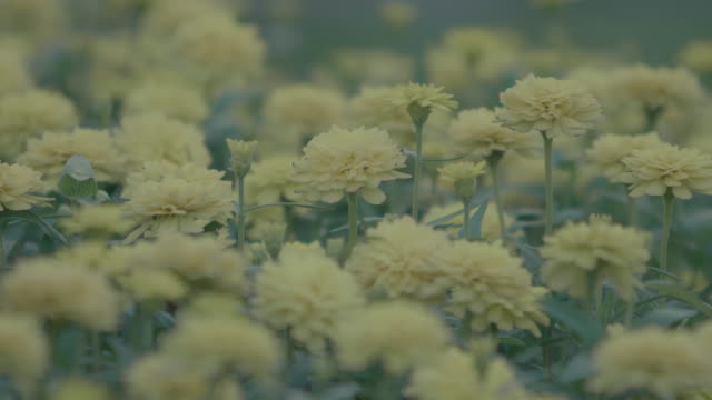 4K: Chrysanthemum Blossoms.
