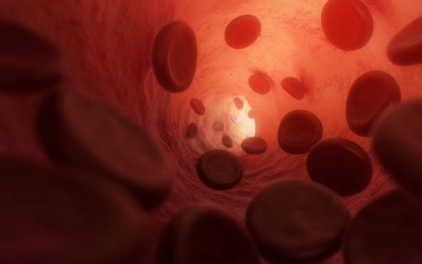 Flow of Red Blood Cells (RBC) inside a Vein Erythrocytes streaming in blood plasma inside a vessel. Light shining through the skin. Photorealistic 3d Illustration. human blood stock pictures, royalty-free photos & images