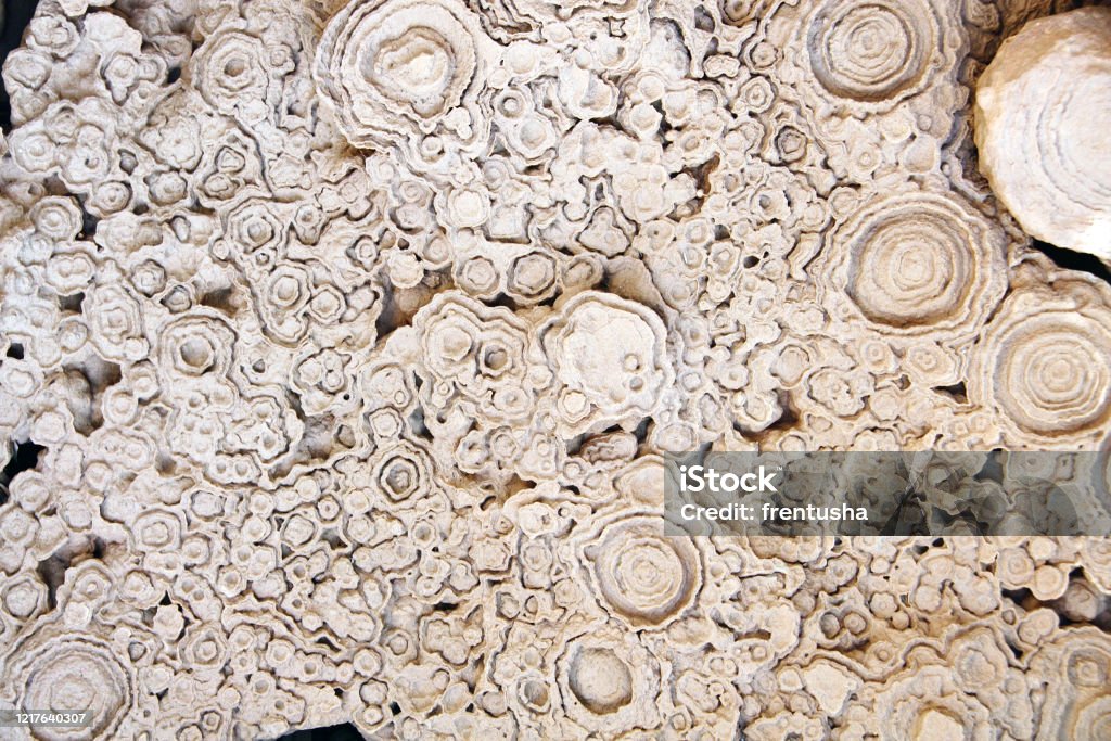Versteinertes fossiles Stromatolith - Lizenzfrei Stromatoliten Stock-Foto