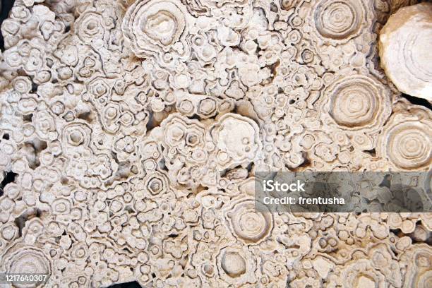 Versteinertes Fossiles Stromatolith Stockfoto und mehr Bilder von Stromatoliten - Stromatoliten, Fossil, Bakterie