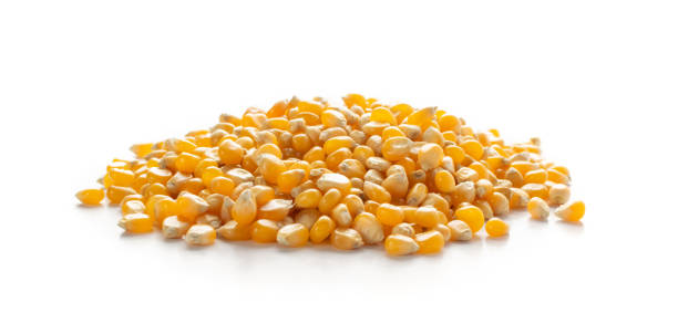 istock Heap of Raw Popcorn Grains Isolated on White Background 1217641038