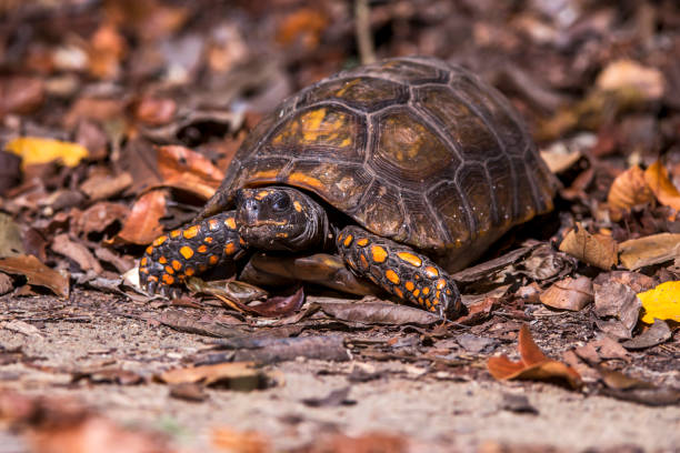 Yellow footed tortoise photographed in Linhares, Espirito Santo. Southeast of Brazil. Yellow footed tortoise photographed in Linhares, Espirito Santo. Southeast of Brazil. Atlantic Forest Biome. Picture made in 2013. oviparity stock pictures, royalty-free photos & images