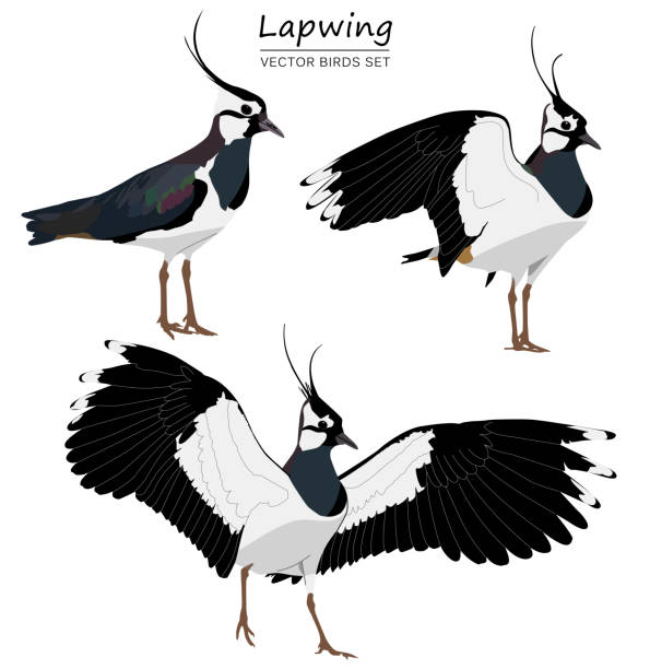 ilustraciones, imágenes clip art, dibujos animados e iconos de stock de lapwing del norte aislado sobre fondo blanco. conjunto de aves vectoriales - lapwing