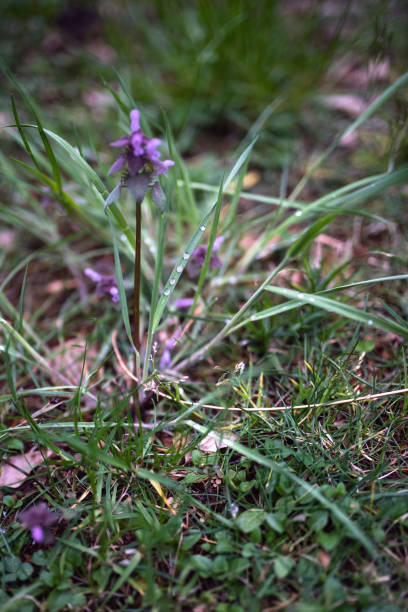 istock Plants and Flowers: wet grass after the rain 1217641611