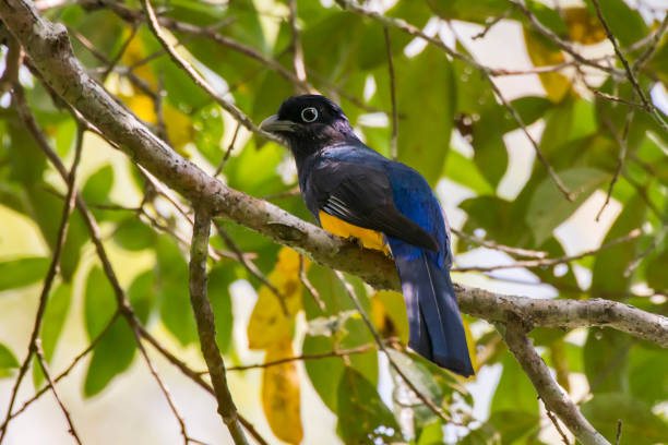 istock White tailed Trogon photographed in Linhares, Espirito Santo. 1217641621
