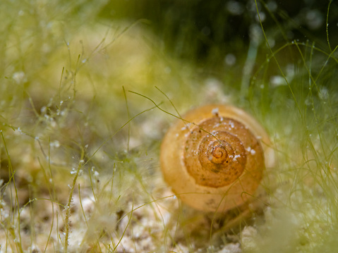 Close-Up Snail On The Grass. Macrophotography concept.