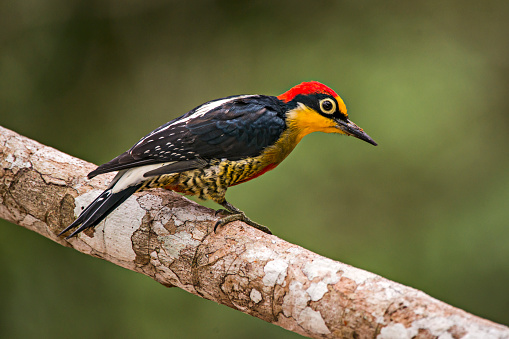 Yellow fronted Woodpecker photographed in Linhares, Espirito Santo. Southeast of Brazil. Atlantic Forest Biome. Picture made in 2013.